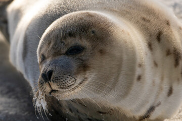 A baby grey harp seal lies on a rocky beach near ice. The seal has two flippers, wide dark eyes, long whiskers, and a soft fur coat with dark spots. The wild harbour seal has its head up staring ahead