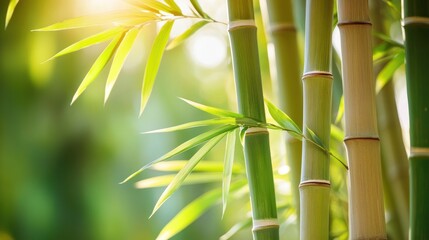 Close-up of vibrant bamboo stalks and leaves illuminated by sunlight.