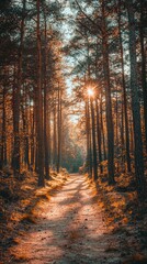 Obraz premium Sunlit Forest Path with Rays of Light