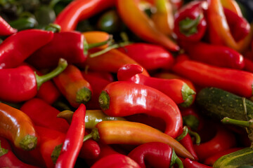 A bundle of siling labuyo or Filipino bird's eye chilies known as the World's smallest hot pepper. The small vivid red fruit has smooth shiny skin and a tapered shape. The stems are green colored.