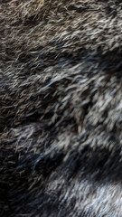texture background close up cat fur