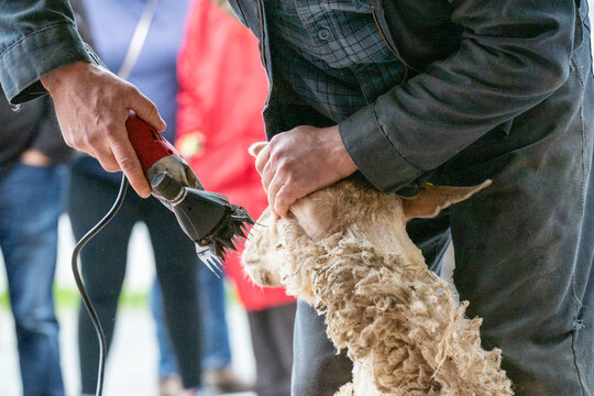 A male farmhand uses an electric clipper, razor or scissor-style tool to shave the thick white wool from the adult sheep. The man holds the head of the sheep firmly while removing the wool on the neck