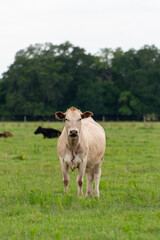 A large tan-colored poll bullock. The adult cow is standing in a lush green field of grass. The dairy animal has its head turned as it chews grass and looks forward. Its ears are sticking out.