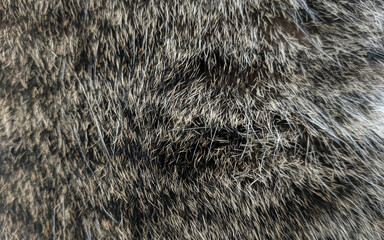 Cat Fur Patterns Texture - Cat Hair and fur BG