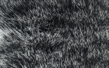 Cat Hair and fur BG - CLASSIC BLACK