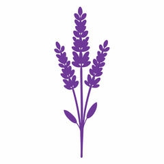 Fototapeta premium lilac isolated on white background