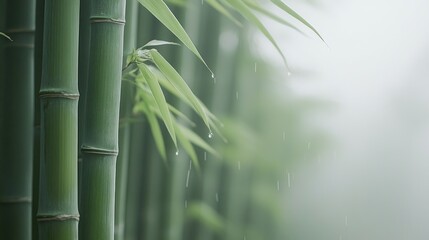 Lush bamboo stalks glistening with raindrops in a misty environment.