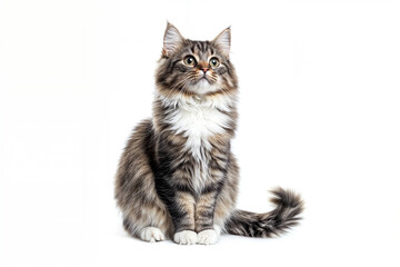 Fototapeta premium british cat isolated on white, Generated AI