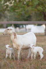 Fototapeta premium twin lambs