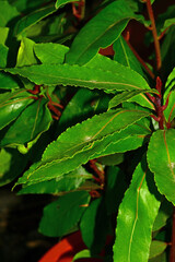 Laurel, fresh green leaf in a closeup