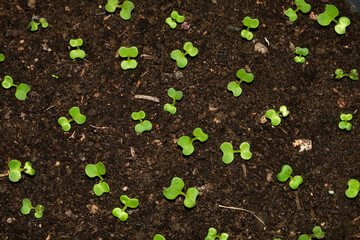seedlings of Chinese Bok choy