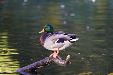Mallard drake in the early morning on a pond in Hannover, Germany.