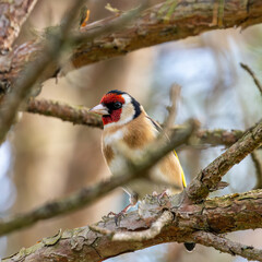 European Goldfinch (Carduelis carduelis) spotted in North County, Dublin, commonly found across Europe