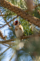 European Goldfinch (Carduelis carduelis) spotted in North County, Dublin, commonly found across Europe