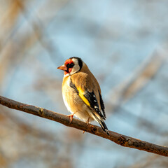 European Goldfinch (Carduelis carduelis) spotted in North County, Dublin, commonly found across Europe