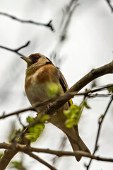 European Goldfinch (Carduelis carduelis) spotted in North County, Dublin, commonly found across Europe