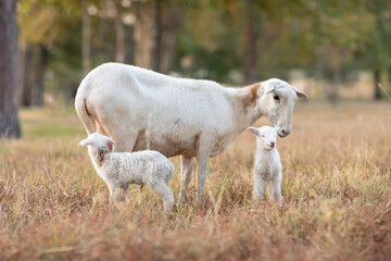 Smiling lamb with mother