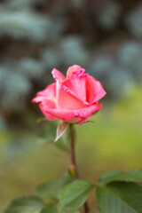 Blossoming Beauty: Flowers in the Garden