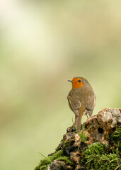  portrait d'un très joli rouge-gorge sous un très joli bokeh artistique