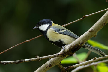 Obraz premium 木の上を移動するシジュウカラ