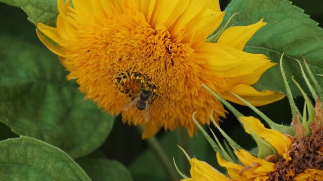 A bee collects nectar from a decorative yellow sunflower flower and flies away in slow motion
