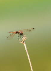 très belle libellule rouge sur une brindille, photo réalisée très simplement pour le plus effet