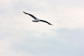 Russia Kuril Islands Albatross in Flight