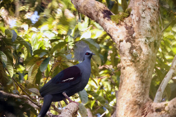 The western crowned pigeon (Goura cristata) is endemic to the lowland rainforests of northwestern New Guinea.