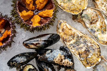Sea urchin and oysters in shells close-up on ice.