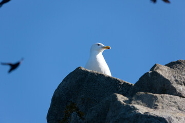 Russia Kuril Islands Albatross
