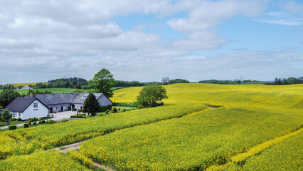 Rapeseed field  in yellow blossom