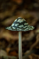 Speckled Mushroom in the Heart of the Forest. A close-up photograph of a wild mushroom with a speckled cap, standing tall among the fallen autumn leaves in a forest. The background is dark, bringing t