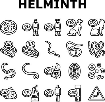 helminth worm parasite roundworm icons set vector. dog tapeworm, heart helminth ascaris, internal cat, nematode pet, pinworm giardia helminth worm parasite roundworm black contour illustrations