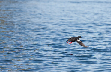 Russia Kuril Islands Albatross in Flight