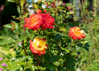 Rose flowers on shrub close up, red blossoms and thorny stem