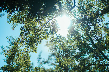 Fototapeta premium 秋の公園の花と人物