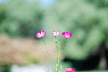 秋の公園の花と人物