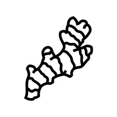 ginger root ayurvedic herb line icon vector. ginger root ayurvedic herb sign. isolated contour symbol black illustration