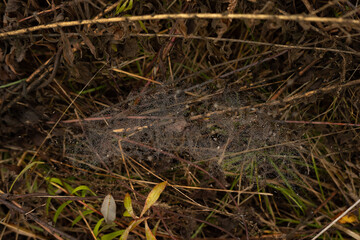 lots of cobwebs that are braided on dry grass