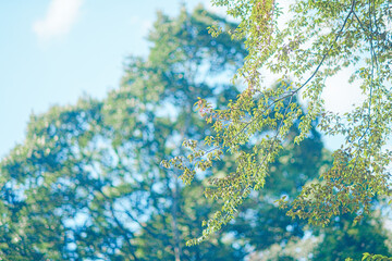 秋の公園の花と人物