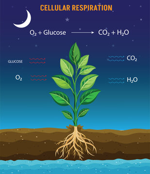 Cellular Respiration Energy Production through Glucose and Oxygen Conversion