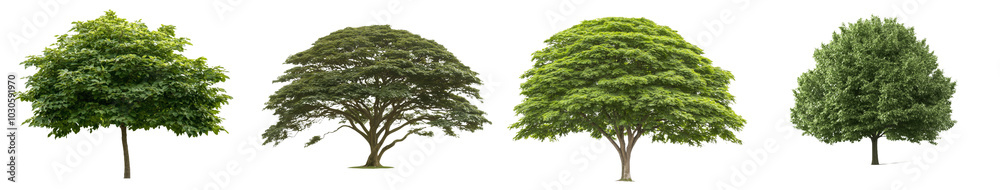 Poster There are two types of this image: an isolated green tree with a clipping path on a transparent background and an isolated tree with an alpha channel. The first one is made for printing and the