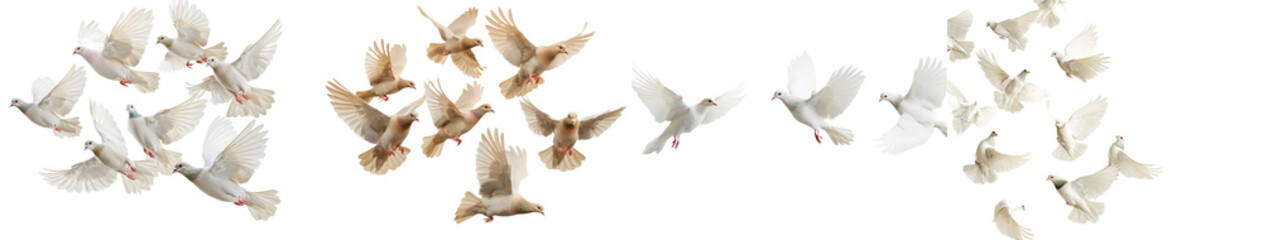 Fototapeta premium Flying birds formation of pigeons many isolated in the background