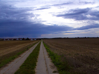 Plattenweg zwischen den abgeernteten Maisfeldern
