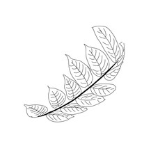 feather pen and leaf