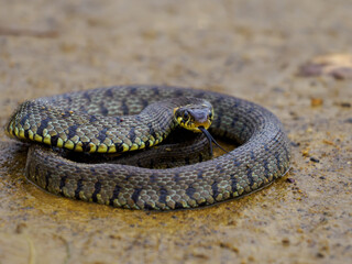 Grass snake (Natrix natrix) with tongue extented