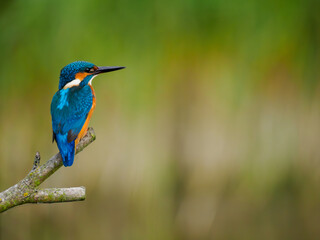 Kingfisher perched on a branch looking out to the right