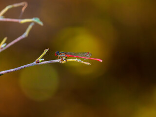 Small red damselfly, Ceriagrion tenellum, perched on a small branch