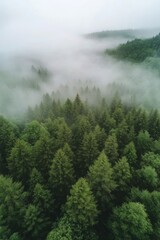 Misty forest landscape with lush greenery during early morning in a mountainous area