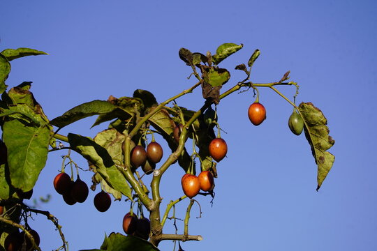 Tamarillo or tree tomato (Solanum betaceum, syn.: Cyphomandra betacea (cav.) Hanover Berggarten, Germany.


